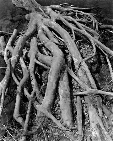 Sycamore Roots Limestone Creek